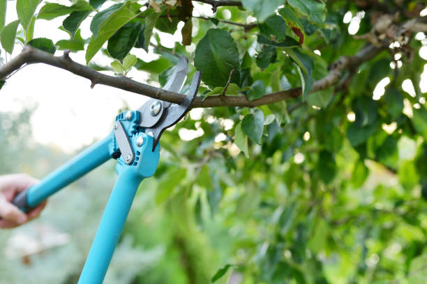 The Steps Involved in Our Tree Care Process in Kodiak Station, AK